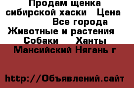Продам щенка сибирской хаски › Цена ­ 8 000 - Все города Животные и растения » Собаки   . Ханты-Мансийский,Нягань г.